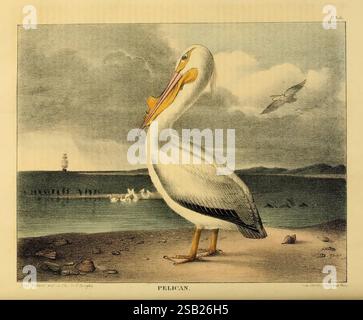 Das Kabinett für Naturgeschichte und amerikanische ländliche Sportarten, Tiere, Naturgeschichte, Outdoor-Leben, Zeitschriften, USA, Zoologie, Pelikan, Vogel, Pelikan, amerikanischer weißer Pelikan, Vögel, Ornithologie, Nordamerika Tier, Nordamerika, Nordamerikaner, Wassertiere, Pelecanus erythrorhynchos, der Vogel der Neuen Welt. Ein majestätischer Pelikan steht in der Nähe der Küste mit seinem charakteristischen langen Schnabel und seinem markanten weißen Gefieder. Die Szene fängt den Vogel in einem Moment der Stille ein, mit seinem großen Körper, der anmutig vor dem Hintergrund des sanft plätschernden Wassers positioniert ist. In der Ferne, ein Leuchtfeuer Stockfoto