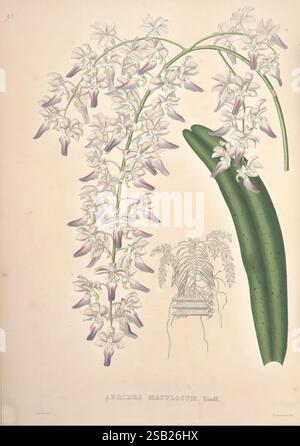 Pescatorea, Bruxelles, M. Hayez, 1860, Orchidaceae, eine zarte Illustration, die eine kaskadierende Blütengruppe der Pflanzenart Aerides maudouxii zeigt. Das florale Arrangement besteht aus langen, blassvioletten Blüten mit tieferen Lavendelakzenten, die ein elegantes und kompliziertes Aussehen schaffen. Daneben befindet sich ein stilisiertes grünes Blatt mit einem strukturierten Muster, das die Gesamtkomposition verbessert. Im Hintergrund wird eine subtile Umrisse der Struktur der Pflanze dargestellt, die dieser botanischen Studie Tiefe und Kontext verleiht. Stockfoto