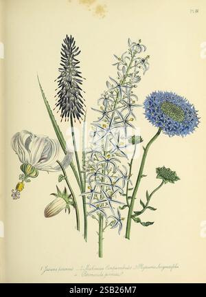 Der Damenblumengarten mit dekorativen Stauden. London, 1843-44, Blumenzucht, Blumen, Jane Webb Loudon, Jane Webb Loudon, Jane Wells Webb, Jane Wells Loudon, Jane Wells Webb Loudon, Jane Loudon, Women in Science, Jane Wells Webb, Jane Wells Loudon, Jane Wells Webb Loudon, Jane Loudon, dieses Kunstwerk enthält eine Sammlung botanischer Illustrationen, die verschiedene Blumen und Pflanzen zeigen. Hervorzuheben sind eine zarte weiße Glockenblüte, ein schmaler Stachel aus dunkelvioletten Blüten und eine elegante Gruppe von feinen blauen Blüten mit leuchtenden Spitzen. Zusätzlich gibt es einen Ro Stockfoto
