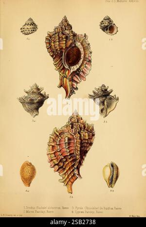 Proceedings of the Zoological Society of London, London, Academic Press, 1833-1965. Zoologie, Zeitschriften, Muscheln, die Illustration zeigt eine detaillierte Untersuchung verschiedener Muscheln, die ihre einzigartigen Formen und komplizierten Muster zeigen. Jede Probe ist zur Identifizierung sorgfältig gekennzeichnet. Es gibt vier unterschiedliche Typen, darunter den Trochus (Linnäus) mit seiner konischen Form und geriffelten Oberfläche und die Pyrula, die für ihre langgezogene Form und ausgeprägte Wirbel bekannt ist. Weitere Schalen sind die Muricidae und Cyprina, beide zeigen glatte und strukturierte Oberflächen, die für sie typisch sind Stockfoto