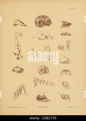 Land Freshwater Mollusca India London, Taylor and Francis, 1882-, Asien, Indien, Mollusks, Muscheln, diese Illustration zeigt eine Sammlung detaillierter Studien, die verschiedene Meeres- und Landmollusken zeigen. Jedes Exemplar ist nummeriert und mit komplizierten Linien versehen, die unterschiedliche Merkmale wie Schalenformen und anatomische Merkmale hervorheben. Das Arrangement umfasst eine Vielzahl von Schnecken, Schnecken und anderen schalenhaltigen Organismen, wobei einige Bilder die Textur von Schalen fokussieren, während andere innere Strukturen zeigen. Der Titel "Durgella" weist darauf hin, dass dieser Aspekt hervorgehoben wird Stockfoto