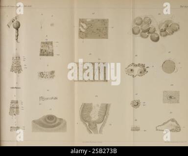 Zeitschrift für wissenschaftliche Zoologie, Leipzig, Wilhelm Engelmann, 1849-, Anatomie, Vergleichende, Bibliographie, Zeitschriften, Zoologie, Museum für Vergleichende Zoologie, die Illustration zeigt eine Reihe detaillierter wissenschaftlicher Darstellungen, wahrscheinlich aus einer zoologischen Studie, die verschiedene mikroskopische Organismen und Zellstrukturen zeigen. Die Anordnung umfasst eine Vielzahl von Proben, wie einzellige Organismen, Gewebeschnitte und möglicherweise Fortpflanzungsstrukturen. Jede Zahl ist sorgfältig mit Zahlen gekennzeichnet, die eine Referenz zu beschreibenden Erklärungen oder Beschriftungen geben, die identifizierend sind Stockfoto