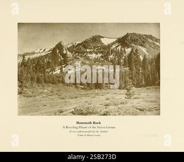 Die, Birds, of, California, Los Angeles, South, Moulton, Company, 1923, Birds, Kalifornien, bildhaft, Werke, Sierra, Birkhühner, die Szene zeigt eine majestätische Berglandschaft, dominiert von zerklüfteten Gipfeln, die sich dramatisch gegen die Skyline erheben. Im Vordergrund führt ein weicher Blick auf felsiges Gelände, durchsetzt mit Grünflächen, den Blick auf die hoch aufragenden Formationen in der Ferne. Die Struktur der Felsen zeigt eine Geschichte der Witterungseinflüsse, während die schneebedeckten Gipfel auf die Höhe und die klimatischen Bedingungen der Gegend hinweisen. Dichte Baumgruppen säumen den Mittelboden, Providi Stockfoto
