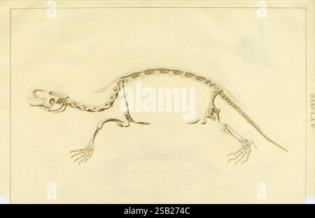 Anatome testudinis Europaeae, Vilnae, Impensis auctoris, Typis Josephi Zawadzki, 1819-1821. Schildkrötenanatomie, Eine detaillierte anatomische Abbildung, die die Skelettstruktur einer Schildkröte darstellt. Das Bild zeigt die Muschel, Gliedmaßen und den Schädel der Schildkröte und hebt die einzigartigen Anpassungen hervor, die ihren aquatischen Lebensstil ermöglichen. Verschiedene Knochen sind sorgfältig beschriftet, um die Verbindung zwischen der starren Schale und den flexiblen Gliedmaßen zu veranschaulichen. Diese Darstellung dient als Referenz für die Untersuchung der Morphologie und evolutionären Merkmale von Schildkröten im breiteren Kontext der Wirbeltieranatomie. Stockfoto