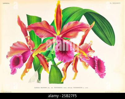 Lindenia, Gand [Belgien], Impr. F. Meyer-van Loo, 1885-1906, Klassifizierung, Reiseführer, Identifizierung, Nomenklatur, populäre Nomenklatur, Orchidaceae, Orchideen, Bildwerke, Terminologie, Eine lebendige Darstellung einer blühenden Orchidee, die eine komplexe Anordnung großer, farbenfroher Blüten zeigt. Die Blütenblätter zeigen Rosa-, Lila- und Gelbtöne, wobei zarte Adern die Textur verstärken. Die zentralen Blüten umgeben üppig grüne Blätter, die der Komposition Tiefe und Kontrast verleihen. Dieses Kunstwerk spiegelt die Eleganz und Schönheit der Natur wider und hebt die komplizierten Details von hervor Stockfoto