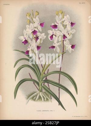 Lindenia Gand [Belgien] Impr. F. Meyer-van Loo 1885-1906 Klassifizierung Reiseführer Identifikation Nomenklatur populäre Nomenklatur Orchidaceae Orchideen Bildwerke Terminologie Blumen Stiele Blätter, diese Illustration zeigt eine lebendige Darstellung der Vanda amesiana Orchidee, die ihre zarten weißen Blüten mit auffälligen lila Markierungen hervorhebt. Die Blüten sind elegant auf schlanken Stielen angeordnet, die aus üppig grünem Laub hervorgehen. Das Detail fängt die komplizierten Texturen der Blütenblätter und die satten Farben ein, die einen atemberaubenden Kontrast zum Grün schaffen. Diese wunderschönen Repräsentanten Stockfoto