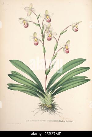 Pescatorea, Bruxelles, M. Hayez, 1860, Orchidaceae, ein wunderschön illustriertes Orchideenexemplar mit zarten weißen Blüten mit rosafarbenen Noten an der Basis der Blütenblätter, die aus einer Gruppe breiter, grüner Blätter hervorgehen. Die Pflanze ist mit ihren Wurzeln teilweise freigelegt dargestellt, was einen lebendigen Wachstumsaspekt zeigt, der ihren natürlichen Lebensraum betont. Diese Darstellung fängt die komplizierten Details der Morphologie der Blume ein, während die Gesamtkomposition die Eleganz und Vielfalt der Orchideen unterstreicht. Der wissenschaftliche Name „Aeluripedium schilimi“ wird am unteren Rand elegant präsentiert und fügt ein edu hinzu Stockfoto