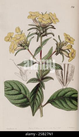 Edwards's Botanical Register London James Ridgway 1829-1847 1829 19th Century Botany Copper Graving England Graphic Media Großbritannien handkolorierte Icons Zeitschriften Pictorial Works Plant Introduction Plants Ornamental Sarah Ann Drake 2 Women in Science, Eine botanische Illustration mit einer blühenden Pflanze mit gelben Blüten. Die Pflanze hat breite, dunkelgrüne Blätter, die leicht strukturiert sind und ihre Adern deutlich sichtbar zeigen. Im Hintergrund sind detaillierte Skizzen der Struktur der Blume zu sehen, die die verschiedenen Teile, einschließlich der Blütenblätter und des Stamms, veranschaulichen. Die Zusammensetzung Stockfoto