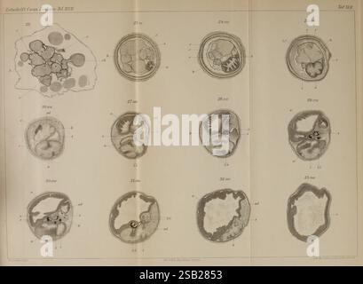 Zeitschrift für wissenschaftliche Zoologie, Leipzig, Wilhelm Engelmann, 1849-, Anatomie, Vergleichende, Bibliographie, Zeitschriften, Zoologie, Museum für Vergleichende Zoologie, diese detaillierte wissenschaftliche Illustration zeigt eine Reihe von stark vergrößerten Ansichten verschiedener biologischer Exemplare, die die komplexen Strukturen und Entwicklungsstadien von Organismen zeigen. Jeder Abschnitt ist sorgfältig mit numerischen Referenzen beschriftet, um eine einfache Identifizierung und Untersuchung zu ermöglichen. Die Exemplare weisen unterschiedliche Formen und Formen auf, was auf mikroskopische Komplexität des Lebens hindeutet. Die Anordnung hebt den hervor Stockfoto