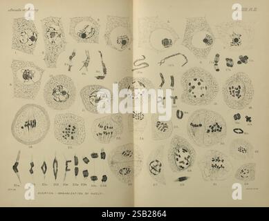 Annalen, of, Botanik, London, Botanik, Zeitschriften, Pflanzen, diese detaillierte Illustration zeigt verschiedene mikroskopische Ansichten von Zellstrukturen und Organisationsmustern von Pflanzen, systematisch kategorisiert. Es enthält Diagramme von Kernen, zellulären Anordnungen und verschiedenen zellulären Komponenten, die mit numerischen Referenzen zur einfachen Identifizierung gekennzeichnet sind. Die komplizierten Skizzen heben die Vielfalt der Zellformationen hervor, zeigen sowohl einfache als auch komplexe Strukturen auf und stellen verschiedene Stadien der Zellentwicklung und -Organisation dar. Diese wissenschaftliche Darstellung dient als wichtige Referenz für stu Stockfoto