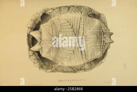 Schildkröten, Schildkröten und Schildkröten London, Paris und Frankfurt, h. Sotheran, J. Baer & Co, 1872, Schildkröten, Terrapin, Testudinidae, Bildwerke, Geochelone sulcata, Eine detaillierte Illustration der Schale der Sulcata Schildkröte, die ihre charakteristische geriffelte und segmentierte Struktur zeigt. Die komplizierten Linien und Texturen heben die natürlichen Muster auf der Schale hervor und betonen die einzigartigen Eigenschaften dieser Art. Unter der Abbildung ist die wissenschaftliche Nomenklatur „Testudo sulcata“ dargestellt, die ihre Klassifizierung angibt. Das Gesamtdesign bietet einen Einblick in das faszinierende Stockfoto