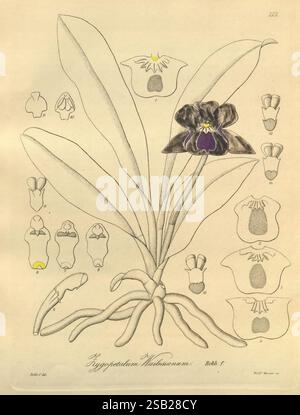 Xenia orchidacea, Leipzig, F. A. Brockhaus, 1858-1900., die Illustration zeigt die exquisite Blume des *Cypropetalum Vallisnerium* mit ihren markanten violetten Blüten mit einem auffälligen gelben Akzent. Die zentrale Blüte umgibt detaillierte Darstellungen verschiedener Blumenstrukturen und -Stufen, einschließlich Seitenprofilen und Querschnitten, die einen umfassenden Überblick über die Anatomie der Pflanze bieten. Die langen, üppig grünen Blätter betonen die Eleganz der Blüte, während das Etikett am Boden die Art kennzeichnet. Dieses Kunstwerk fängt die komplizierte Schönheit und Komplexität dieser Orchidee ein Stockfoto