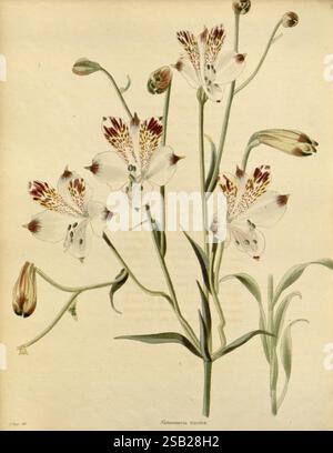Das botanische Kabinett London John Arthur Arch 1817-1833, Eine zarte Darstellung der Trikolore Alstromeria, zeigt seine eleganten Blumen mit komplizierten Mustern. Die Blüten zeigen eine Kombination aus weißen Blüten mit rötlich-braunen Flecken, umgeben von schmalen grünen Stielen und anmutigen Blättern. Die Blüten deuten auf ihre bevorstehende Blüte hin und verleihen der Komposition ein Gefühl von Vitalität. Das Gesamtdesign spiegelt eine harmonische Mischung aus natürlicher Schönheit und botanischer Komplexität wider und veranschaulicht den Charme dieser lebendigen Art. Stockfoto
