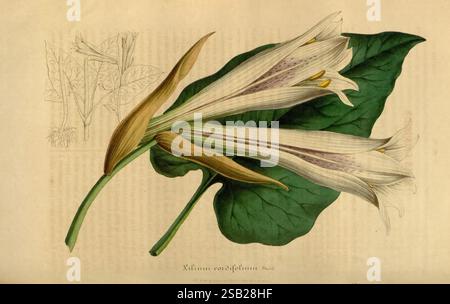 Flore des serres et des jardins de l'Europe A Gand, chez Louis van Houtte, éditeur 1845-1880, Eine wunderschön gerenderte botanische Illustration, die den Kalmia latifolia, allgemein bekannt als BergLorbeer, zeigt. Die Komposition zeigt komplizierte Details der zarten weißen Blütenblätter mit dezenten violetten Streifen, ergänzt durch gelbe Antheren. Ein großes, glänzendes grünes Blatt betont die Eleganz der Blüte. Im Hintergrund skizziert eine schwache Skizze die Struktur der Pflanze und bildet einen Kontrast zur lebendigen Darstellung der Blumen und des Laubs. Dieses Bildmaterial hebt die Intr Stockfoto
