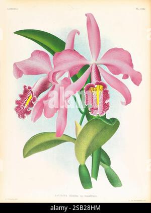 Lindenia, Gand [Belgien], Impr. F. Meyer-van Loo, 1885-1906, Klassifizierung, Reiseführer, Identifizierung, Nomenklatur, Nomenklatur, populär, Orchidaceae, Orchideen, Bildwerke, Terminologie, diese Illustration zeigt die zarten und lebendigen Blüten der Cattleya Maxima-Sorte, die ihre üppigen rosafarbenen Blüten mit komplizierten gelben und violetten Markierungen in der Mitte zeigt. Die Blumen stehen vor einem Hintergrund breiter, grüner Blätter, die ihre Eleganz und natürliche Schönheit betonen. Die detailreiche Darstellung hebt die komplizierten Texturen und Konturen der Blumen und des Laubs hervor und sorgt so für einen Stockfoto