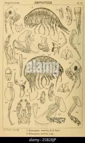 Eine Darstellung der Krustentiere Norwegens Christiania A. Cammermeyer 1895-1928 Krustentiere Norwegische Krustentiere, diese Abbildung zeigt eine detaillierte Untersuchung verschiedener Amphipodenarten, die sich in erster Linie auf ihre anatomischen Strukturen konzentrieren. Es enthält beschriftete Diagramme verschiedener Teile wie Antennen, Augen und Gliedmaßen, die die morphologische Vielfalt innerhalb der Amphipodengruppe veranschaulichen. Besonders hervorzuheben sind zwei spezifische Arten, Giranopsis inermis und Gitanopsis arctica, mit einer eindeutigen Kennzeichnung. Die akribische Linienarbeit veranschaulicht die komplizierten Merkmale dieser kleinen Krebstiere und betont ihre Bedeutung Stockfoto