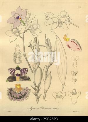 Xenia orchidacea, Leipzig, F.A. Brockhaus, 1858–1900, die Illustration zeigt eine Sammlung botanischer Studien, die sich auf verschiedene Orchideenarten konzentrieren und deren komplexe Strukturen und Besonderheiten veranschaulichen. Oben zeigt eine zarte Blume Blütenblätter in sanften Tönen, begleitet von detaillierten Darstellungen anderer Orchideensorten, die jeweils mit Zahlen als Referenz gekennzeichnet sind. Das Kunstwerk enthält Nahaufnahmen von Blumenteilen wie Sepalen und labella, die ihre einzigartigen Formen und Texturen hervorheben. Zusätzlich zeigen kleine Abbildungen am unteren Rand die Fortpflanzungsstrukturen deutlich Stockfoto