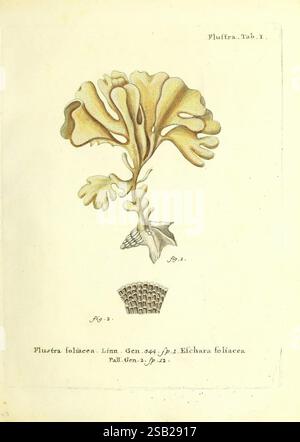 Die Pflanzenthiere in Abbildungen nach der Natur, Nürnberg, in der Raspischen Buchhandlung, 1791-1830, Cnidaria, Ctenophora., die Abbildung zeigt eine filigrane, detailreiche Darstellung eines botanischen Exemplars. Es zeigt die unverwechselbare Form des Laubs mit breiten, welligen Kanten, die den fließenden Formen von Algen ähneln. Der mittlere Schaft ist robust und trägt die Fronten, die sich in verschiedene Richtungen anmutig ausdehnen. An der Basis weist eine Gruppe feiner, gewebter Texturen auf das Verankerungssystem der Pflanze hin, was die naturalistische Qualität der Darstellung insgesamt verbessert. Dieses Kunstwerk ist eine Exemp Stockfoto