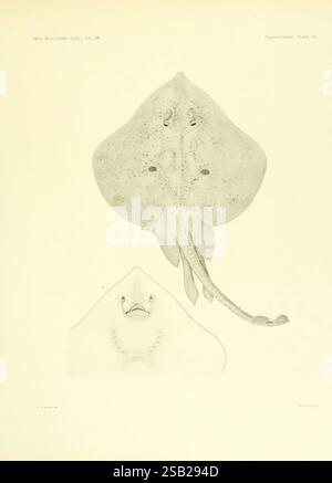 Die Plagiostomia Sharks Skates and Rays Cambridge U.S.A. wurden für das Museum 1913 gedruckt. Chondrichthyes Rochen Fische Raia Eckleyi J. H. Blake, die Abbildung zeigt zwei unterschiedliche Ansichten eines Knorpelfisches, der zur Familie der Rochen gehört. Die obere Darstellung zeigt die dorsale Ansicht und hebt den glatten, flachen Körper und die markanten Brustflossen hervor, die sich seitlich ausdehnen und ihm ein anmutiges Aussehen verleihen. Die Oberfläche der Kreatur ist mit subtilen Mustern markiert, und ihre Augen befinden sich in der Nähe des Kopfes, was ihre stromlinienförmige Form unterstreicht. Die untere Ansicht zeigt eine ventrale Perspektive Stockfoto