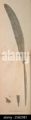 Die Verschiedenheit des Naturforschers oder farbige Figuren von Naturobjekten. London, gedruckt für Nodder & Co, 1789-1813. Tiere, malerische Werke, George Shaw, eine Illustration, die eine große, detailreiche Feder zeigt, die ihre lange Form und zarte Textur zeigt. Der mittlere Teil der Feder ist mit feinen Widerhaken verziert, die ihr ein üppiges Aussehen verleihen, während sich die Basis zu einem ausgeprägteren Stiel verjüngt. Unter der Hauptfeder befinden sich kleinere Skizzen, die verschiedene Abschnitte des Gefieders hervorheben und die komplizierte Konstruktion und Struktur der Widerhaken und des Schafts betonen. Die Gesamtheit Stockfoto