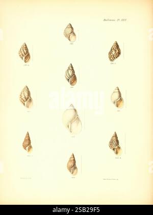 Conchologia Iconica oder Illustrationen of the Muscheln of Molluscous Animals London, Reeve, Brothers, 1843–1878. Mollusks, Pictorial Works, Shells, eine komplexe Anordnung verschiedener Muscheln, die eine Reihe von Formen und Texturen zeigt. Jede Schale ist als Referenz nummeriert, was ihre einzigartigen Eigenschaften und ihre Vielfalt unterstreicht. Das Display umfasst eine Vielzahl von Meeresschalen, die verschiedene Größen, Überstände und Oberflächenmuster hervorheben, von glatten und spiralförmigen bis hin zu robusteren Varianten. Die akribische Illustration fängt die feinen Details jedes einzelnen Exemplars ein und lädt näher ein Stockfoto