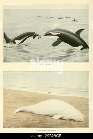 Wilde Tiere aus Nordamerika, Washington, D. C, Säugetiere, Nordamerika, Orcinus orca, Delphinapterus leucas, Edward William Nelson, Louis Agassiz Fuertes, Killerwal, Belugawal, Weißwal, orca, Killer, Wal, Wale, Wale, der obere Teil zeigt einen Orca, der allgemein als Killerwal bekannt ist, der im Hintergrund von mehreren anderen aus dem Wasser springt und ihre spielerische Natur und Beweglichkeit demonstriert. Der untere Abschnitt zeigt einen Belugawal, der an einem Sandstrand liegt und sich durch seine markante weiße Färbung und die abgerundete Stirn auszeichnet. Dieser Kontrast unterstreicht die Vielfalt von mA Stockfoto
