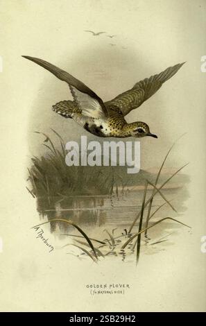 Bekannte Wildvögel, London, New York, Cassell, 1883, Vögel, Wörterbücher, Bildwerke, pluvialis apricaria, europäischer Goldreher. in der Mitte des Fluges ist ein goldener Pflug abgebildet, der sein charakteristisches gesprenkeltes Gefieder mit Braun- und Goldtönen zeigt. Die Flügel des Vogels sind ausgestreckt, was das Gefühl der Bewegung einfängt, während er anmutig über eine reflektierende Wasseroberfläche gleitet. Die Umgebung ist umgeben von wankenden Gräsern und Schilf, die einen natürlichen Lebensraum bieten, während schwache Hügel sich im Hintergrund erheben und zur ruhigen Landschaft beitragen. Am Boden ist die Größe des Vogels angegeben Stockfoto