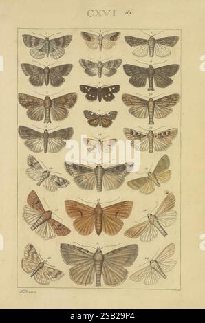Schmetterlinge, Manuskript, [zwischen 1873 und 1883?], Schmetterlinge, Lebenszyklen, Manuskripte, Bildwerke, Insekten, Schmetterlinge, die Illustration zeigt eine Vielzahl von Falter, die sorgfältig in einem Gitterformat angeordnet sind. Jedes Exemplar zeigt unterschiedliche Muster und Farben, die die komplizierten Details ihrer Flügel zeigen. Die Komposition ist mit römischen Zahlen beschriftet, mit dem prominenten Titel „CXVI“ oben. Die Falter werden in Reihen positioniert, um ihre einzigartigen Eigenschaften, wie z. B. unterschiedliche Größen, Markierungen und Formen, hervorzuheben. Die wissenschaftliche Präzision des Arrangements unterstreicht die Schönheit A Stockfoto