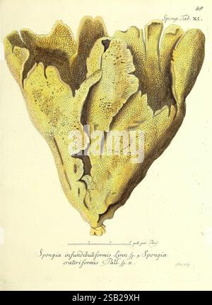 Die Pflanzenthiere in Abbildungen nach der Natur, Nürnberg, in der Raspischen Buchhandlung, 1791-1830, Cnidaria, Ctenophora, die Abbildung zeigt eine detaillierte Darstellung eines Korallenorganismus mit der Bezeichnung 'Spongia infundibuliformis'. Das Bild zeigt seine einzigartige, trichterförmige Struktur mit aufwändig strukturierten Oberflächen, die durch eine Reihe von gewellten Rillen und porösen Formationen gekennzeichnet sind. Unter der Abbildung befindet sich eine handschriftliche Beschreibung, die die wissenschaftliche Klassifizierung und zusätzliche Details enthält. Die Farben unterstreichen die optischen Feinheiten der Korallen und heben ihre organische Beschaffenheit hervor Stockfoto