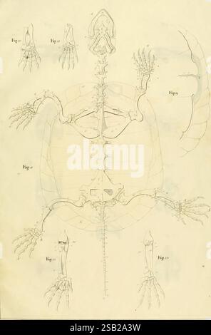Anatome testudinis Europaeae, Vilnae, Impensis auctoris, typis Josephi Zawadzki, 1819-1821, Schildkröten, Anatomie, die Abbildung zeigt eine detaillierte anatomische Studie einer Schildkröte, die verschiedene Skelettstrukturen zeigt. Die zentrale Figur zeigt das komplette Skelett der Schildkröte und hebt die Anordnung der Knochen in der Schale und den Gliedmaßen hervor. Die umliegenden Diagramme bieten Nahansichten bestimmter Anhänge, die die Struktur der Vordergliedmaßen und Hintergliedmaßen veranschaulichen und jeweils mit entsprechenden Nummern versehen sind. Diese anatomische Untersuchung unterstreicht die einzigartigen Anpassungen von Schildkröten, insbesondere bei der Schildkröte Stockfoto