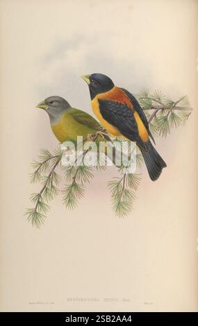 Birds of Asia von John Gould London gedruckt von Taylor and Francis Pub vom Autor 1850-1883 Asia Birds Pictorial Works, zwei lebendige Vögel auf einem Zweig mit Kiefernnadeln. Der linke Vogel zeigt ein gedämpftes grün-graues Gefieder, während der rechte Vogel auffällige Farben mit einer leuchtend orangefarbenen Brust und einem kontrastierenden schwarzen Rücken zeigt. Ihre aufmerksamen Posen deuten auf einen Moment der Interaktion hin und betonen die Details ihrer Federn und die natürliche Schönheit ihrer Umgebung. Der Hintergrund verfügt über einen weichen, überblendeten Verlauf, der den Fokus auf diese atemberaubenden Vogelmotive erhöht. Das i Stockfoto