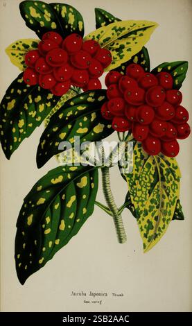 Aucuba Japonica, auch bekannt als japanischer Lorbeer, wird mit leuchtend roten Beerensträuben dargestellt, die von glänzenden, vielfarbigen Blättern mit auffälligen gelben Flecken ergänzt werden. Die satte Farbe der Beeren hebt sich von dem üppigen, grünen Laub ab und unterstreicht die dekorativen Eigenschaften der Pflanze. Diese Illustration zeigt die einzigartigen Eigenschaften der Aucuba Japonica und zeigt sowohl ihre ästhetische Anziehungskraft als auch ihre botanischen Merkmale, einschließlich des Blattmusters und der Beerenbildung. Stockfoto