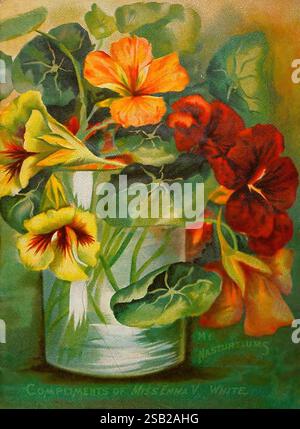 Ausgewählte Blumensamen, Minneapolis, Emma V. White, Kataloge, Blumen, Minneapolis, Minnesota, Baumschulen, Gartenbau, Baumschulen, Samen, weiß, Emma V, fest, Minneapolis, Minn, Kapuzinerkresse, Gartengeschichten, in Blüte, Tropaeolum, Kapuzinerkresse, Eine lebendige Anordnung von Kapuzinerkressen, füllt eine klare Glasvase und zeigt eine beeindruckende Kombination aus orangen, rötlichen und gelben Blüten inmitten üppig grüner Blätter. Die üppigen, farbenfrohen Blütenblätter heben sich von einem weich gemischten Hintergrund ab und betonen die Schönheit der Blumen. Das Kunstwerk enthält eine subtile Inschrift, die den Beitrag von Miss anerkennt Stockfoto