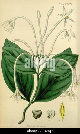The Flora Homoeopathica, London, Leath & Ross, 1852-1853, Botanik, Homöopathie, Bildwerke, botanische Medizin, Materia medica Gemüse, Strychnos ignatii, materia medica und Therapeutika, die Illustration zeigt die Pflanze Ignatia Amara, bekannt für ihre einzigartigen Blätter und Blüten. Deutlich sichtbar sind die breiten, grünen Blätter mit einer glatten Textur, die elegant gewölbt ist. Aus dem Laub ragen schlanke Stiele hervor, die mit sternförmigen weißen Blüten gekrönt sind und jeweils zarte Blütenblätter aufweisen. Neben der Pflanze gibt es detaillierte Darstellungen der Samen und anderer botanischer Elemente Stockfoto