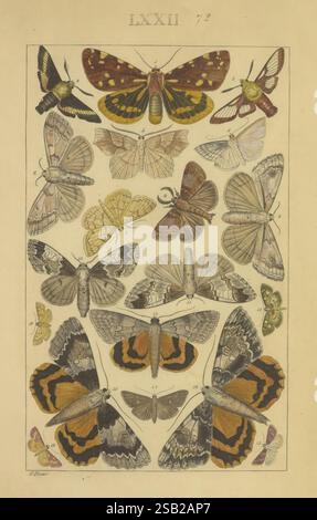 Lepidoptera-Manuskript Zwischen 1873 Und 1883? Lepidoptera Lebenszyklen Manuskripte Bildwerke Insekten Schmetterlinge Stockfoto