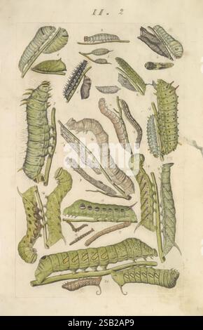 Lepidoptera, Manuskript, zwischen 1873 und 1883?, lepidoptera, Lebenszyklen, Manuskripte, Bildwerke, Insekten, Schmetterlinge Stockfoto