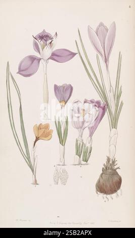 Edwards botanisches Register London James Ridgway 1829-1847 1829 botanische Illustration Botanik Kupferstich England Stiche Grafikmedien Großbritannien Handmalerei handkolorierte Ikonen Zeitschriften Bildwerke Pflanzeneinführung Pflanzen ornamental 20 William Herbert Stockfoto