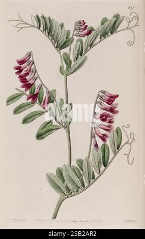 The Botanical Register, London, gedruckt für James Ridgway, 1815-1828, 1815, 19. Jahrhundert, Botanik, Kupferstiche, England, Graphic Media, Großbritannien, handkoloriert, Icônes, Zeitschriften, Bildwerke, Pflanzeneinführungen, Pflanzen Zierpflanzen, 04 Stockfoto