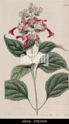 The Botanical Register, London, gedruckt für James Ridgway, 1815-1828, 1815, 19. Jahrhundert, Botanik, Kupferstiche, England, Grafikmedien, Großbritannien, handkoloriert, Ikonen, Zeitschriften, Bildwerke, Pflanzeneinführungen, Pflanzen-Zierwerke Stockfoto