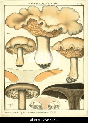 Eine detaillierte botanische Illustration, die verschiedene Pilzarten zeigt, die allgemein als „Champignons de la France“ bezeichnet werden. Das Kunstwerk zeigt mehrere Ansichten der Pilze, einschließlich ihrer Kappen, Kiemen und Stämme, die zur Identifizierung mit Buchstaben gekennzeichnet sind. Die Komposition ist mit Pilzen, die deutlich sichtbar dargestellt werden, angeordnet, wodurch Unterschiede in Form, Größe und Farbe hervorgehoben werden. Die komplizierten Details erfassen die einzigartigen Merkmale jeder Art und spiegeln die natürliche Schönheit und Vielfalt der Pilze in Frankreich wider. Stockfoto