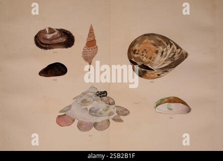 Kaisenshu, Kyoto, Yamada Naozoburo, 1914-1915, Japan, Weichtiere, Bildwerke, Muscheln, Paratapes amabilis, Yoichirō Hirase, Mytilus edulis, Blaumuschel, Muschel, essbare Blaumuschel, Blaumuschel, Muscheln, Rostellaria powisii, Rimellopsis powisii, Meeresschnecken, echte Conchs, Powis stibia, Cucullaea cucullus, Xenophora pallidula, Trägerschalen, blasse Trägerschnecke, クマサカガイ, Kumasakagai, Crepidula grandis, Riesenpanzer, Pantoffelschnecken, Pantoffellimpeten, Tasse- und Untertassen-Schnecken, chinesische Hutschnecken, Grandi crepidula grandis, エゾフネガイ, ezofunegai, eine Sammlung komplizierter Stockfoto