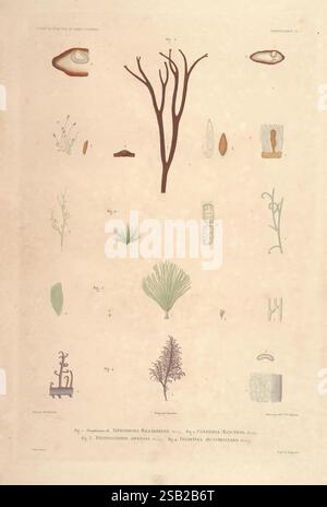 Botanique, Paris, Gide et Cie, 1845-1853., Eine Sammlung botanischer Illustrationen, die verschiedene Pflanzenformen und -Strukturen zeigen. Das Layout zeigt detaillierte Darstellungen verschiedener Arten, einschließlich einer schlanken baumartigen Struktur in der Mitte, umgeben von einer Vielzahl von Wasser- und Landpflanzen. Die Abbildungen enthalten Darstellungen von Algen, Moosen und anderen mikroskopischen Flora mit begleitenden Etiketten zur Identifizierung. Diese wissenschaftliche Arbeit betont die Vielfalt des Pflanzenlebens und hebt einzigartige Merkmale wie komplizierte Blattmuster, Fortpflanzungsstrukturen und hervor Stockfoto
