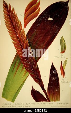 Gartenflora, Erlangen, F. Enke, 1852-1940, Botanik, Gartenbau, Deutschland, Zeitschriften, Pflanzen, Zierpflanzen, Pflanze zeigt das Bild eine botanische Illustration, die das markante Laub der Pflanze Vriesea x insigins zeigt. Hervorzuheben sind die lang gezogenen, lebendigen Blätter, die einen Farbverlauf von tiefem Grün aufweisen, der zu satten Rot- und Kastanienbraun übergeht. Jedes Blatt ist sorgfältig mit Buchstaben gekennzeichnet, die verschiedene Sorten oder Merkmale anzeigen. Die zarten Texturen und die komplizierten Details der Blätter betonen ihre natürliche Schönheit, während die Gesamtkomposition die Eleganz und Vielfalt betont Stockfoto