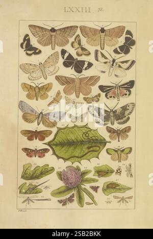 Lepidoptera, Manuskript, zwischen 1873 und 1883?, lepidoptera, Lebenszyklen, Manuskripte, Bildwerke, Insekten, Schmetterlinge, diese detaillierte Illustration zeigt eine Vielzahl verschiedener Schmetterlinge und Falter und zeigt eine beeindruckende Vielfalt an Arten. Die Insekten sind aufwändig gerendert und heben ihre einzigartigen Muster, Farben und Flügelformen hervor. Die Komposition enthält ein grünes Blatt in der Mitte, das mit zarten Illustrationen von Falter und Schmetterlingen geschmückt ist. Unten ist eine florale Darstellung zu sehen, die den umgebenden Insekten einen natürlichen Kontext verleiht. Jede Probe ist ein Etikett Stockfoto