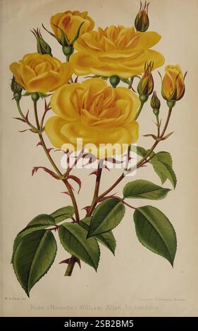 Der, Florist und, Pomologe und, Vorort, Gärtner, London, veröffentlicht, für die Inhaber, von, Herren, Kent, &, Co, 1880, Blume, Gartenarbeit, Obst, Kultur, Gartenarbeit, Großbritannien, Zeitschriften, ein Blumenstrauß aus leuchtenden gelben Rosen, die ihre üppigen, mehrblättrigen Blüten zeigen. Die Blüten werden von mehreren geschlossenen Knospen und sattgrünen Blättern begleitet, was einen auffälligen Kontrast schafft. Die Komposition betont die zarten Details jedes Blütenblattes und betont die natürliche Schönheit und Zartheit der Rosen. Das Arrangement fängt die Essenz von Vitalität und Eleganz ein und macht es zu einer perfekten Repräsentation Stockfoto
