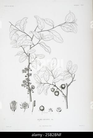 Tentamen florae Abyssinicae, Parisiis, Arthus Bertrand, 1847–1851, Eine botanische Illustration, die den Zweig einer Pflanze zeigt, gekennzeichnet als Roumea abysinnica. Die detaillierte Darstellung umfasst Blätter mit glänzender Textur, mehrere Früchte in verschiedenen Entwicklungsstadien und Blütenstrukturen. Das Arrangement hebt die komplizierten Formen der Blätter und Blüten hervor, während die Früchte in verschiedenen Ausrichtungen gezeigt werden, was ihre einzigartigen Eigenschaften und Wachstumsmuster unterstreicht. Jedes Element ist akribisch gekennzeichnet, was für Klarheit über die Anatomie der Pflanze sorgt und eine Wertschätzung für botanica fördert Stockfoto