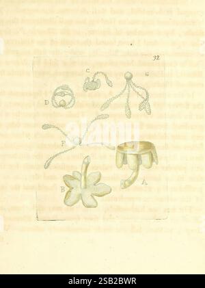 Filices, Britannicae, London, Leeds, 1785-90. die Abbildung zeigt eine Sammlung komplizierter Designs, die jeweils mit einem Buchstaben als Referenz gekennzeichnet sind. Oben links befindet sich ein zart ineinander verflochtenes Muster, das einem Knoten oder einer Schlaufe ähnelt. Daneben erscheint eine kleine, abstrakte Form mit langen Strängen, die sich nach außen erstrecken. Darunter befindet sich ein einzigartiges florales Design, das sich durch seine stilisierten Blätter und die zentrale Struktur auszeichnet. Auf der rechten Seite ist ein kreisförmiger Ring abgebildet, der ein offenes Design aufweist, das Eleganz und Funktionalität suggeriert. Jedes Element ist präzise und hochgradig gefertigt Stockfoto