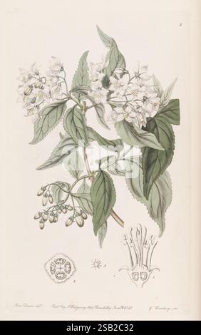 Edwards's, Botanical, Register, London, James, Ridgway, 1829-1847, 1829, 19. Jahrhundert, Botanik, Kupfer, Gravur, England, Grafik, Medien, Großbritannien, Hand, farbig, Ikonen, Zeitschriften, Bilder, Werke, Pflanzen, Einführung, Pflanzen, Zierpflanzen, Sarah, Ann, Drake, 2, Frauen, in, Wissenschaft, eine detaillierte botanische Illustration mit einer zarten blühenden Pflanze mit kleinen, weißen Blüten, umgeben von üppig grünen Blättern. Unter der Hauptabbildung befinden sich weitere Darstellungen, die die Fortpflanzungsstrukturen der Pflanze zeigen, darunter eine komplizierte Zeichnung des anat der Blume Stockfoto