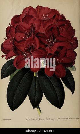 Der Florist und Pomologe und Vorstadtgärtner. London, 1880, Flower Gardening, Obstkultur, Gartenarbeit, Großbritannien, Zeitschriften., Ein lebhafter Blumenstrauß von Rhododendron „Meteor“-Blüten mit großen, satten roten Blüten mit komplizierten gesprenkelten Mustern in der Mitte. Die üppigen, breiten grünen Blätter bilden einen auffälligen Kontrast zu den lebhaften Blüten und verstärken ihre Schönheit. Diese Illustration zeigt die detaillierten Texturen sowohl der Blütenblätter als auch des Laubs und unterstreicht die Eleganz und Pracht dieser blühenden Pflanze. Ideal für botanische Studien oder Blumenliebhaber, fängt es das Wesen von ein Stockfoto
