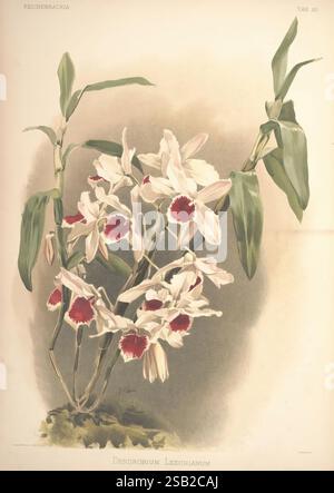 Reichenbachia, St. Albans, London, New York, F. Sander & Co, Orchid Growers & Importers, H. Sotheran & Co, I. Forstermann, 1888-1890. Orchidaceae, Dendrobium leechianum, Henry Frederick Conrad Sander, Orchideen, Botanik, Blumen, Taxonomie: Family= Orchidaceae, Henry George Moon, diese Darstellung zeigt eine Gruppe von Dendrobium lechianum Orchideen, die sich durch ihre eleganten, weißen Blütenblätter mit auffälligen roten Markierungen in der Mitte auszeichnen. Die Blätter sind üppig und grün und bilden einen lebhaften Kontrast zu den zarten Blüten. Die Komposition betont die komplizierten Details der Orchideenblüten, hig Stockfoto